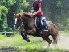 Springpferd Princess Charlotte (Welsh-Cob (Sek. D), 2015, von Fronerthig Rock Star)