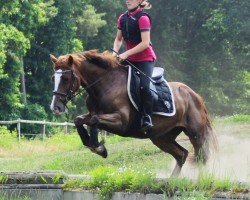 Springpferd Princess Charlotte (Welsh-Cob (Sek. D), 2015, von Fronerthig Rock Star)