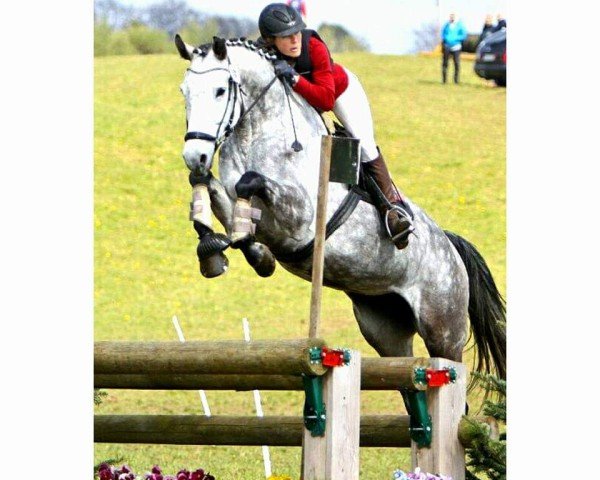 dressage horse Delphinaki (Holsteiner, 2011, from Cosido)