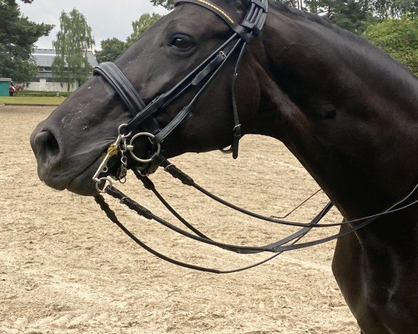 dressage horse Dotila (Hanoverian, 2013, from Damsey FRH)