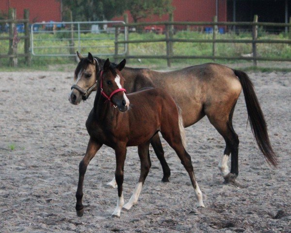 dressage horse Belladonna (German Riding Pony, 2023, from Leherfelds Nogger Choc)