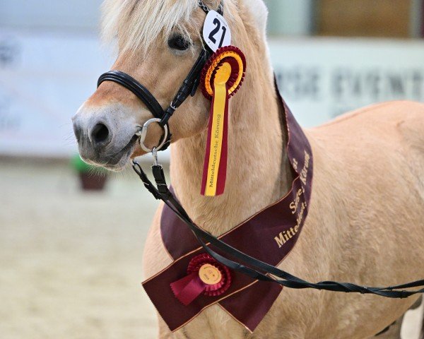 Pferd Stüv's Johann (Fjordpferd, 2021, von Jonathan)