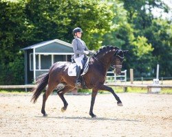 dressage horse Lord Cristobal (German Sport Horse, 2013, from Lord Loxley I)