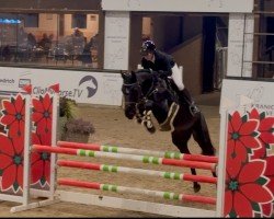 jumper Don't Forget Me 14 (Oldenburg show jumper, 2018, from Diarado)