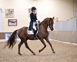 dressage horse Rod-Santo Antonio (Oldenburg, 2010, from Rohdiamant)