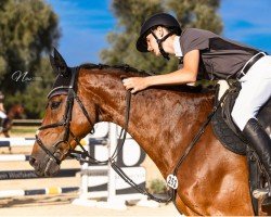 jumper Gambi 11 (Hanoverian, 2014, from Galant de Semilly 2)