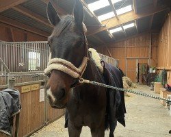 jumper Chandler (Oldenburg show jumper, 2019)