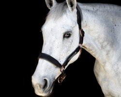 jumper Candide Z (Zangersheide riding horse, 2013, from Comilfo Plus Z)