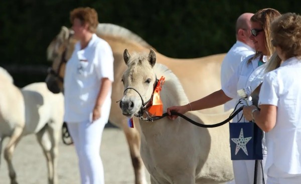 horse Tjodi van FjorYou (Fjord Horse, 2022, from Solar van den Bosdries)