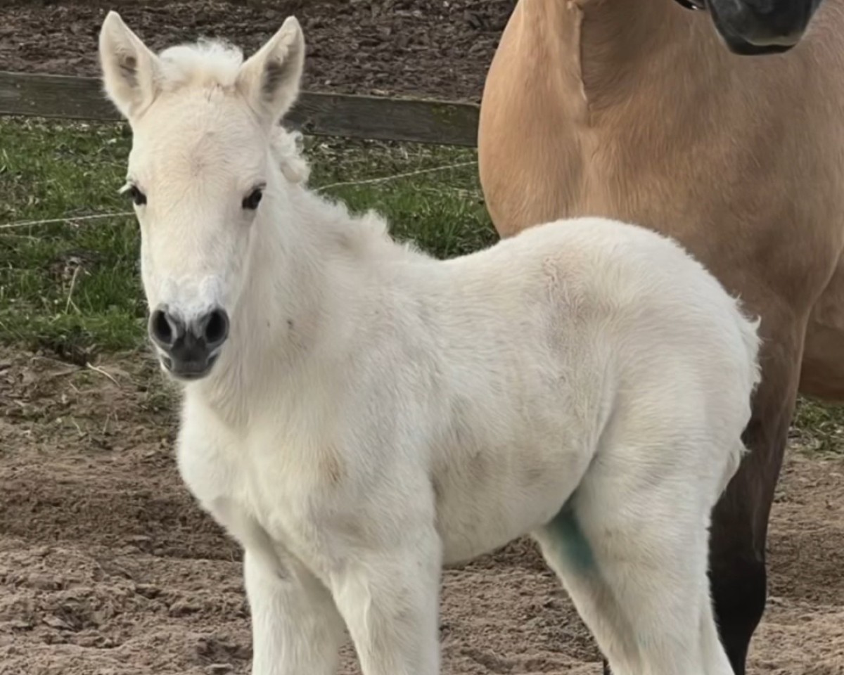 Pferd Vicky Flora JM (Fjordpferd, 2024, von Solar van den Bosdries)