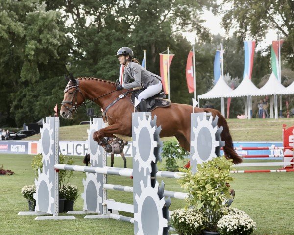 jumper Dia Velino (German Sport Horse, 2020, from Dia Corrado)