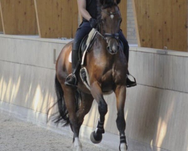 Zuchtstute Jolante (KWPN (Niederländisches Warmblut), 2014, von Bordeaux 28)