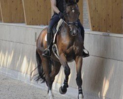 broodmare Jolante (KWPN (Royal Dutch Sporthorse), 2014, from Bordeaux 28)