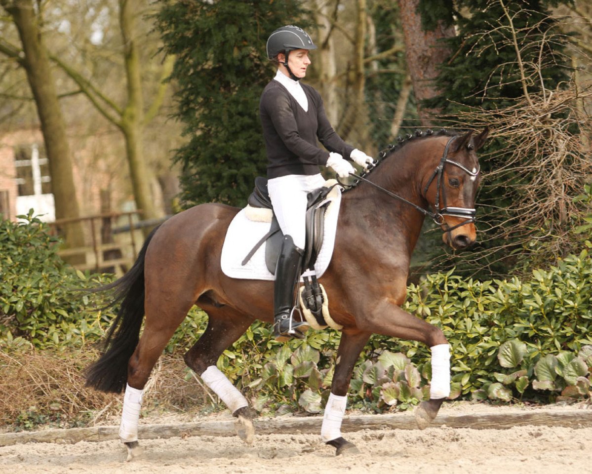 dressage horse Toulouse (German Riding Pony, 2011, from Trentino)