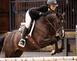 dressage horse Nadir's Dream (German Riding Pony, 2017, from Nadir vom Splitting WE)