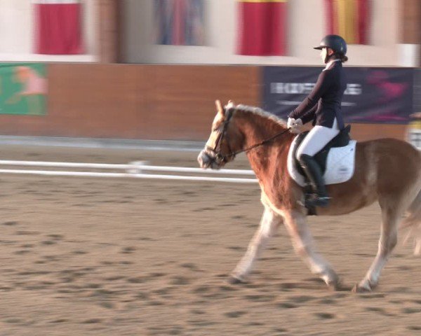 Reitturnier Weikersdorf am Steinfelde 2024