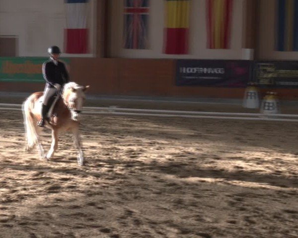 Reitturnier Weikersdorf am Steinfelde 2024