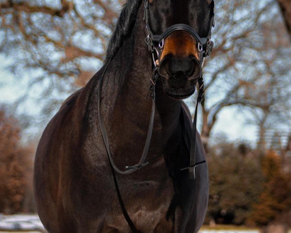 jumper Classic Girl 34 (Oldenburg show jumper, 2013, from Conthargos)