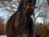 jumper Classic Girl 34 (Oldenburg show jumper, 2013, from Conthargos)