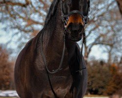 jumper Classic Girl 34 (Oldenburg show jumper, 2013, from Conthargos)