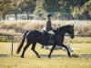 broodmare Dillyn Black Pearl (Welsh-Cob (Sek. D), 2005, from Neuaddparc Black Diamond)