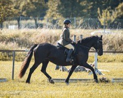 Zuchtstute Dillyn Black Pearl (Welsh-Cob (Sek. D), 2005, von Neuaddparc Black Diamond)