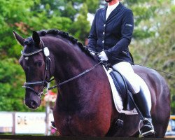 dressage horse Flavio (Oldenburg, 2008, from For Compliment)