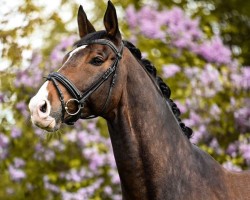 dressage horse Franzl (Rhinelander, 2007, from Fidertanz)