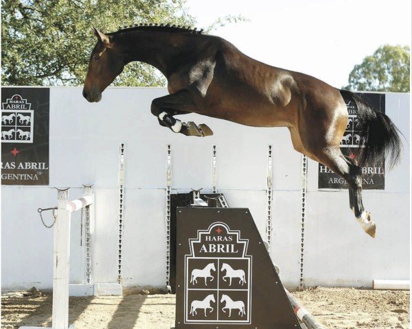 jumper Abril Jiconta (Argentinian horse, 2014, from Contendro I)