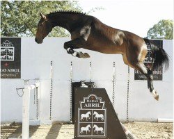 jumper Abril Jiconta (Argentinian horse, 2014, from Contendro I)