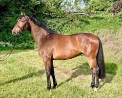 Springpferd Hickstead Air (Holsteiner, 2020, von Hickstead White)