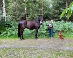 Springpferd Coeur (Deutsches Reitpferd, 2021, von Cornet de Semilly)