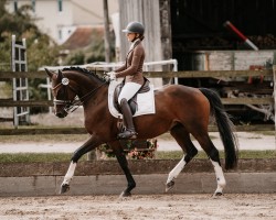 dressage horse Renesmee 8 (Hanoverian, 2009, from Rotspon)