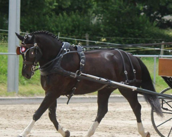 dressage horse Harlem CH II (Freiberger, 2015)