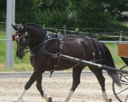 dressage horse Harlem CH II (Freiberger, 2015)